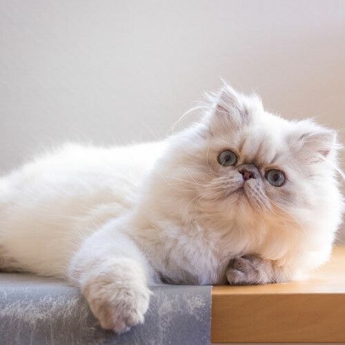 Один день из жизни кота.Марк — белый персидский кот, развалясь на подоконнике застекленного балкона, ...