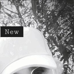 ����������, ������, 40 ���