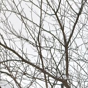 ��������, 45 ���, ����