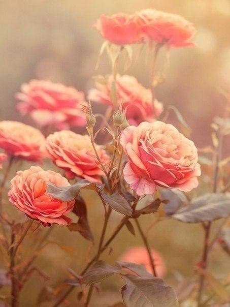 Люди дарят цветы, потому что в цветах заложен настоящий смысл Любви. Тот, кто попытается овладеть ... - 4