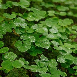 �������, ���������, 18 ���