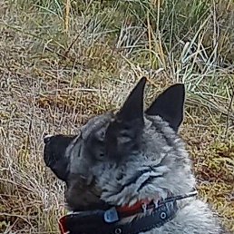 ������, �����-���������, 51 ���