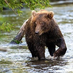 �����, ����-���, 41 ���