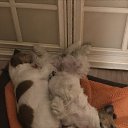 ��� ��������