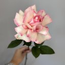 ���� ���, ������, 41 ��� - ��������� 19 ����� 2026 � ������ ���� ����������