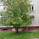 ���� Nika, ���������, 45 ��� - ��������� 16 �������� 2026 � ������ ���� ����������