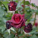 ���� Aleksandr, �����������, 64 ���� - ��������� 12 ���� 2026 � ������ ���� ����������