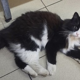 ������, ������������, 92 ����