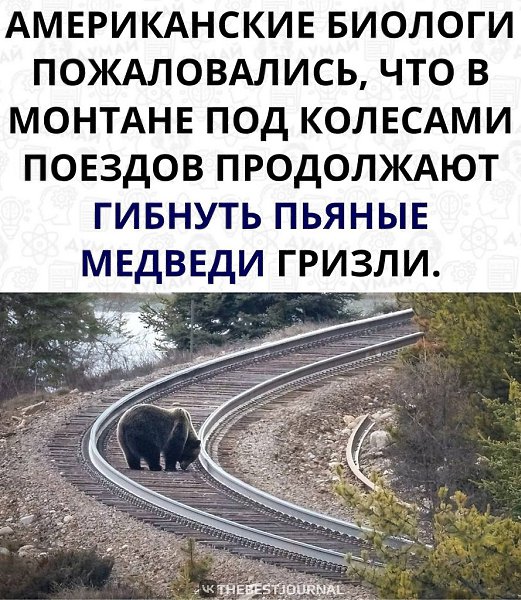 Хорош спаивать мишек.Гризли наедаются забродившего зерна, которое выпадает из вагонов, пьянеют и не ...