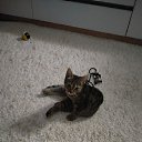 ���� ����, ������, 37 ��� - ��������� 21 ������ 2025