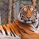  ,  , 41  -  21  2025    