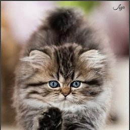 ����, ������ ��������, 59 ���