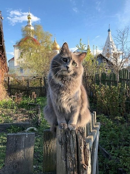 Встретились с кисулей в Коломне спустя год на том же месте - 2