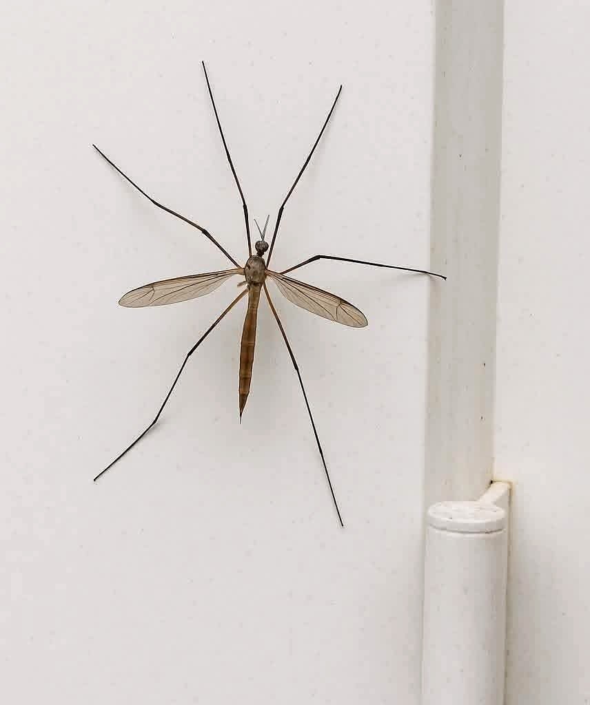 Я - Типула. И прежде всего хочу развеять распространенный миф: я не комар. Очень часто меня путают с ...