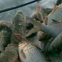 ���� ��������, ������, 41 ��� - ��������� 1 ������� 2023 � ������ ���� ����������