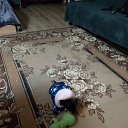 ���� ������, ����, 42 ���� - ��������� 3 ������� 2026