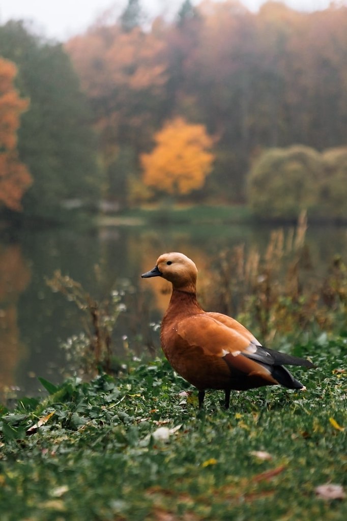 ������ ����� � ��������. ����: ������� ������ - 2