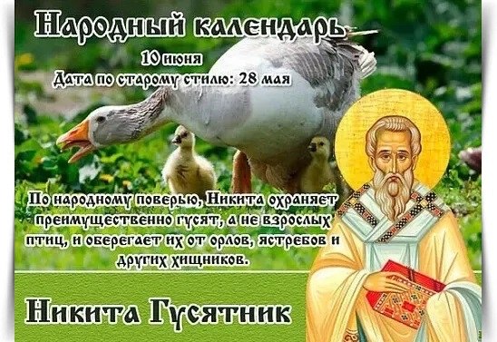 10 июня – Никита-гусятник, Евтихий. —————————————— Дата по старому стилю: 28 мая. В народном ...