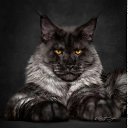 ���� ��������, �����, 66 ��� - ��������� 8 ������ 2026