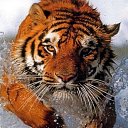 ���� �������, ������, 45 ��� - ��������� 24 ������� 2025 � ������ ���� ����������