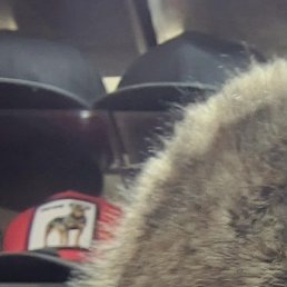 ����, ������, 61 ���