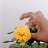 ���� Shesh Mani, ����, 32 ���� - ��������� 13 ��� 2026