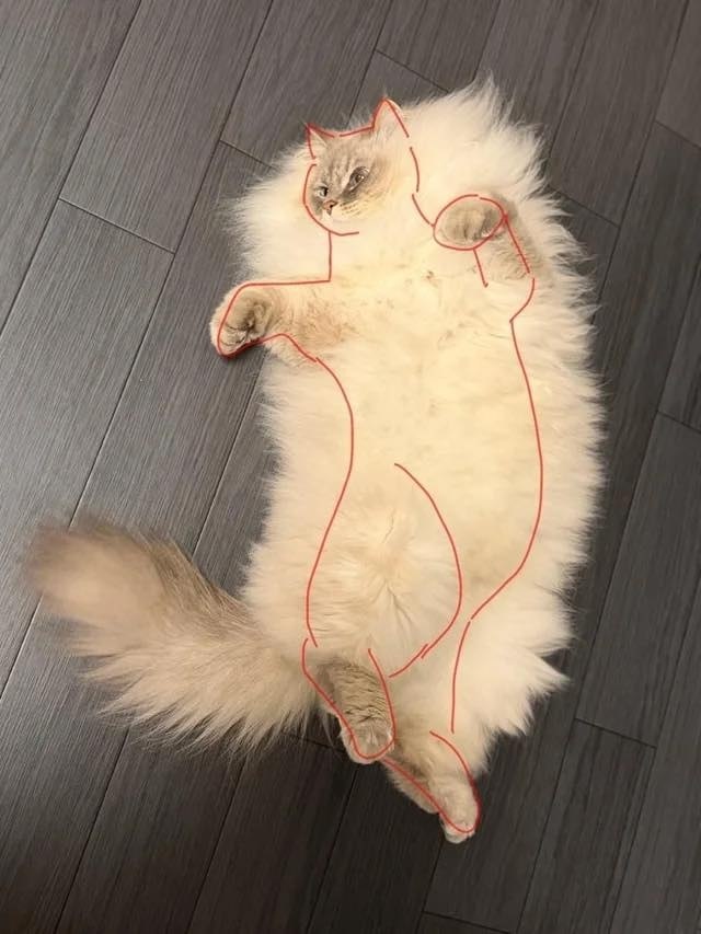 � ���� ������ �������� ��������