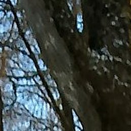 �������, ������, 46 ���