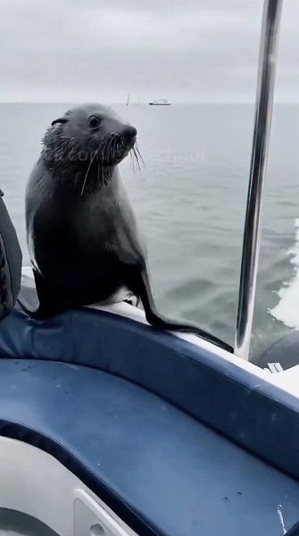 ��� � ���-�� � ��������� � ������� �� �����