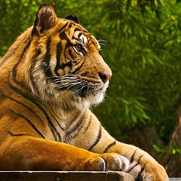 ������, ����, 45 ���