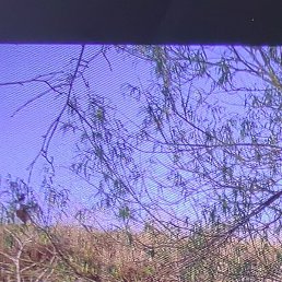 ����, �����������, 44 ����