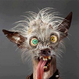 ������, ���������, 54 ����