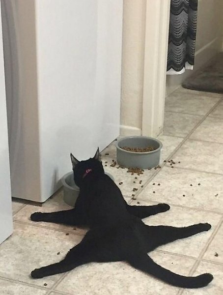 «Сплутинг» - это когда животные ложатся на живот, вытянув лапы назад. Так они быстро охлаждаются, ... - 7