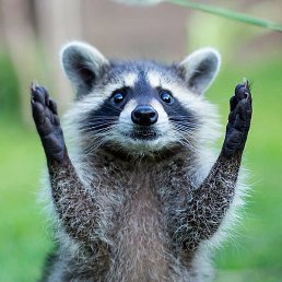 ������, �������, 55 ���