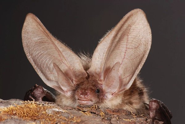 ������� ��� ������, ��� ������ ������� ����� �� ���������� ��������� �������. �� ����� ���� � ����� ... - 2