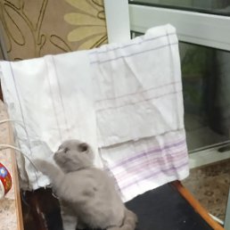 ����, �����, 41 ���