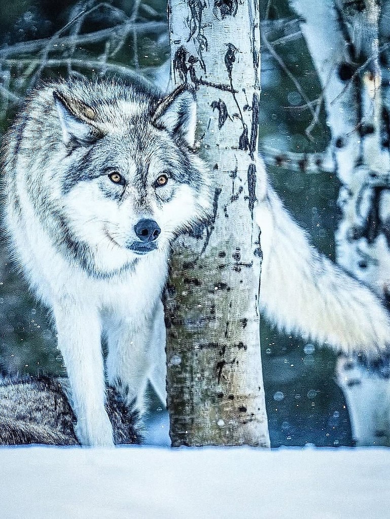 Хочется их всех погладить )) - 6