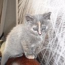 ��� ����...����.