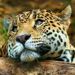 ������, ����������, 26 ���