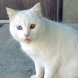 ������, ������������, 55 ���