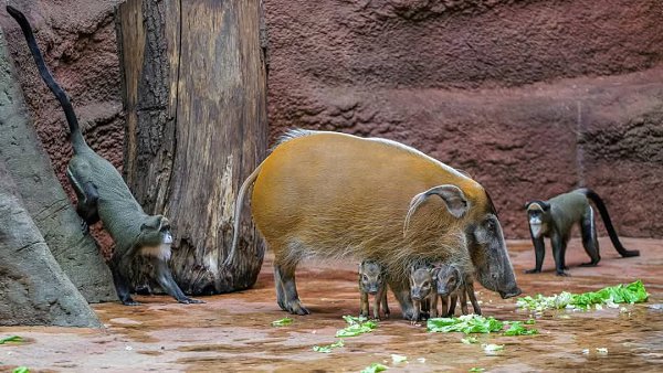 :)         (- ttkoun africk)  ... - 5