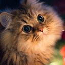 ���� ���, �����������, 18 ��� - ��������� 28 ������ 2026 � ������ ���� ����������