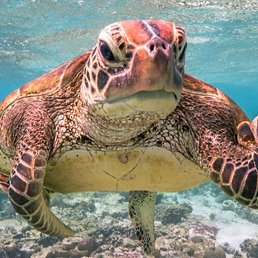 My, ����, 18 ���