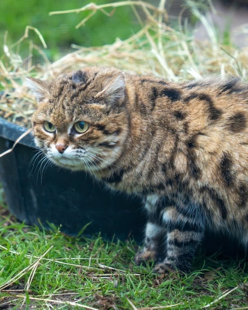 Знакомьтесь, это Наия! В феврале ей исполнилось 18 лет — она считается самой возрастной черноногой ... - 3