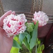 ����, 31 ���, �����