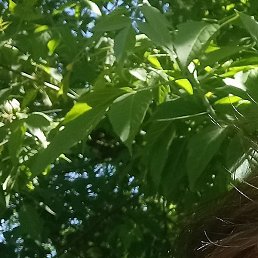 �������, ������� �����, 56 ���