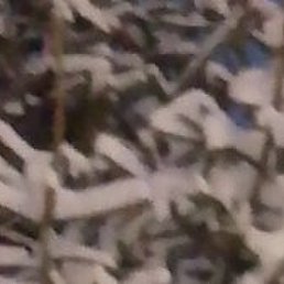 ����, �������, 55 ���