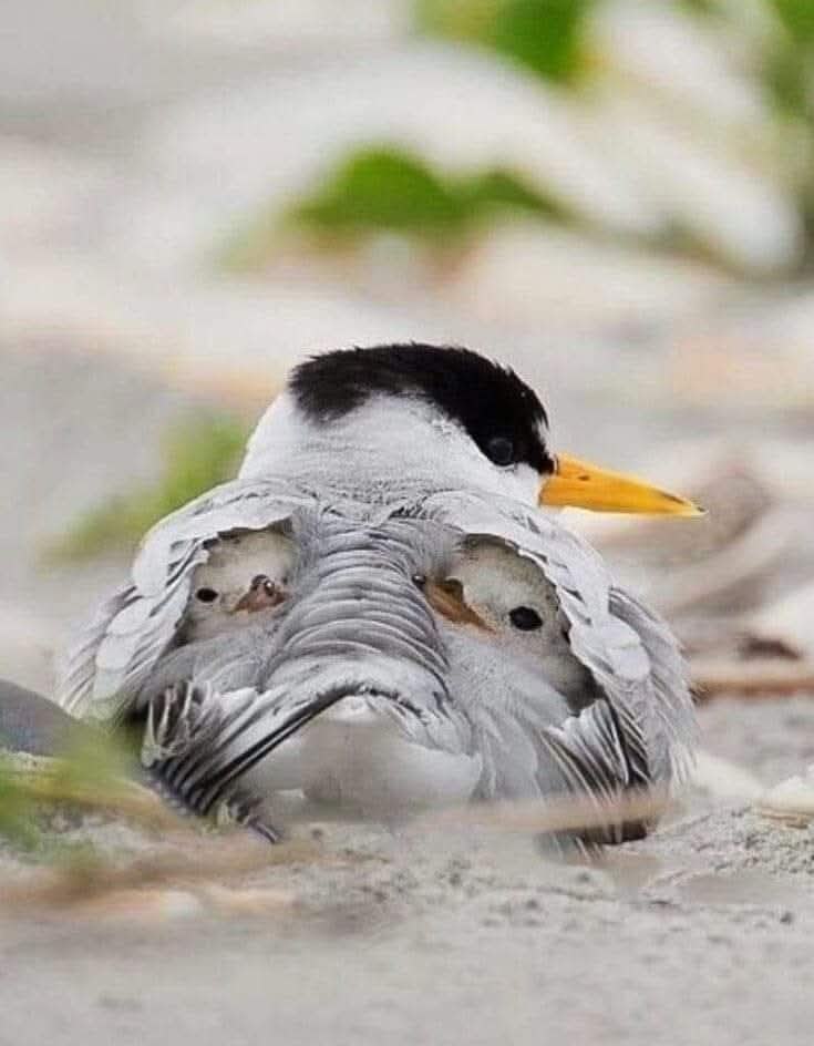 :)     ,      ...
