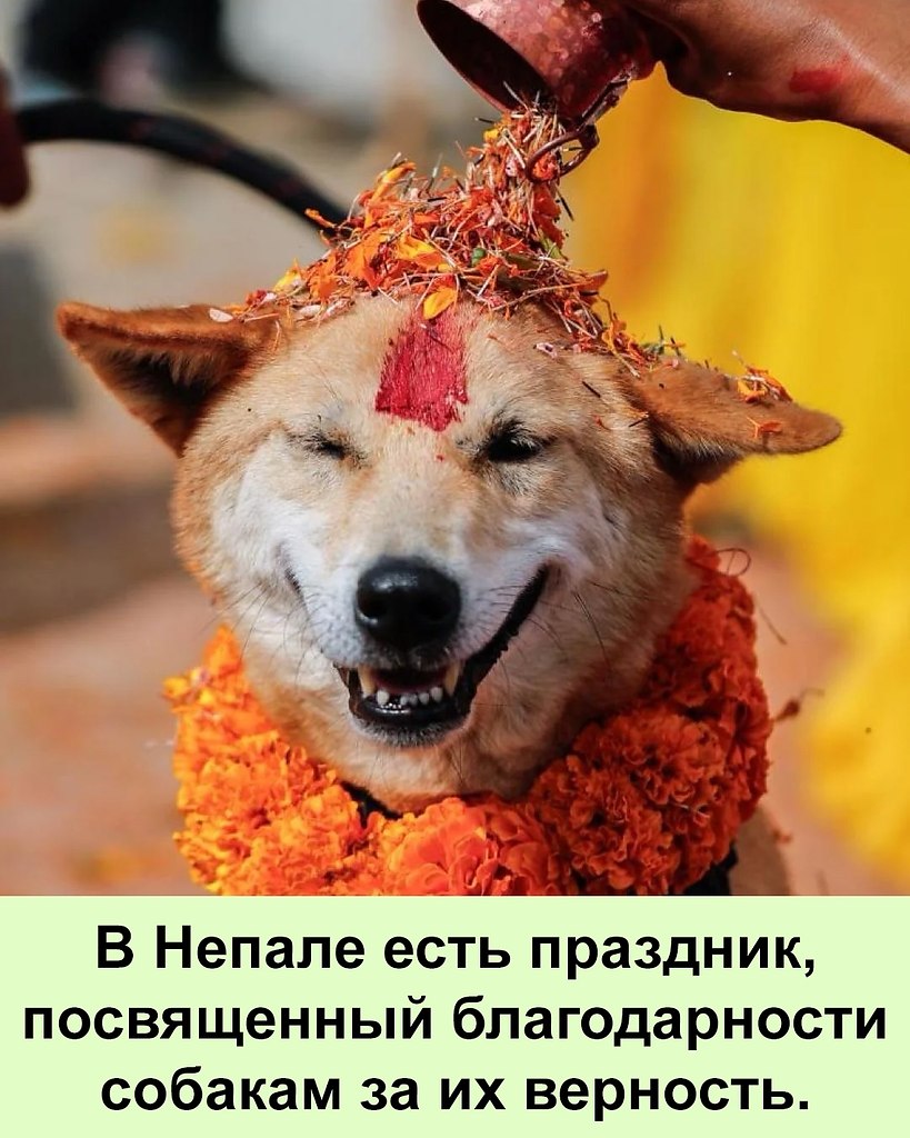 Почему каждая собака выглядит так, будто понимает, что происходит?