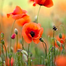 ����, ������, 25 ���